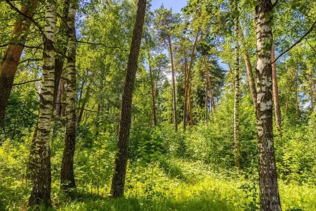 Участок в Московская область, Одинцовский городской округ, д. Калчуга  ... - Фото 0