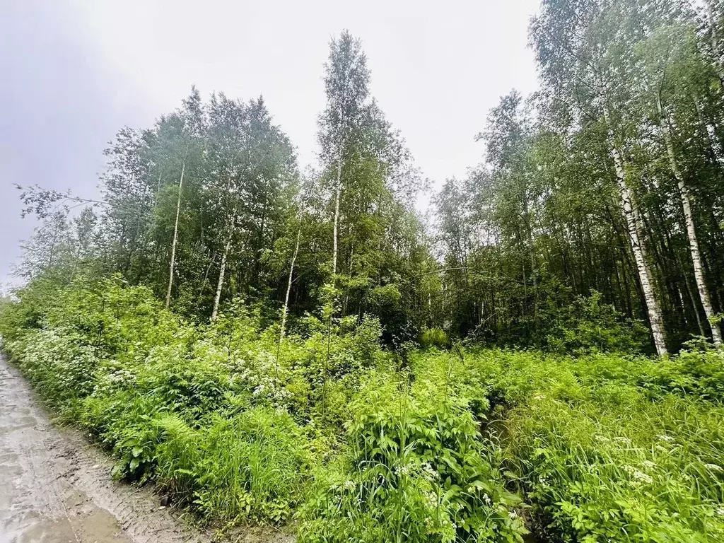 Участок в Ленинградская область, Приозерский район, Громовское с/пос, ... - Фото 1