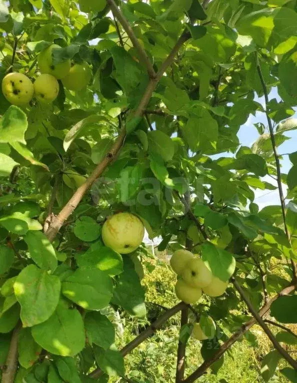 Участок в Вологодская область, Вологда Парус садоводческое ... - Фото 2