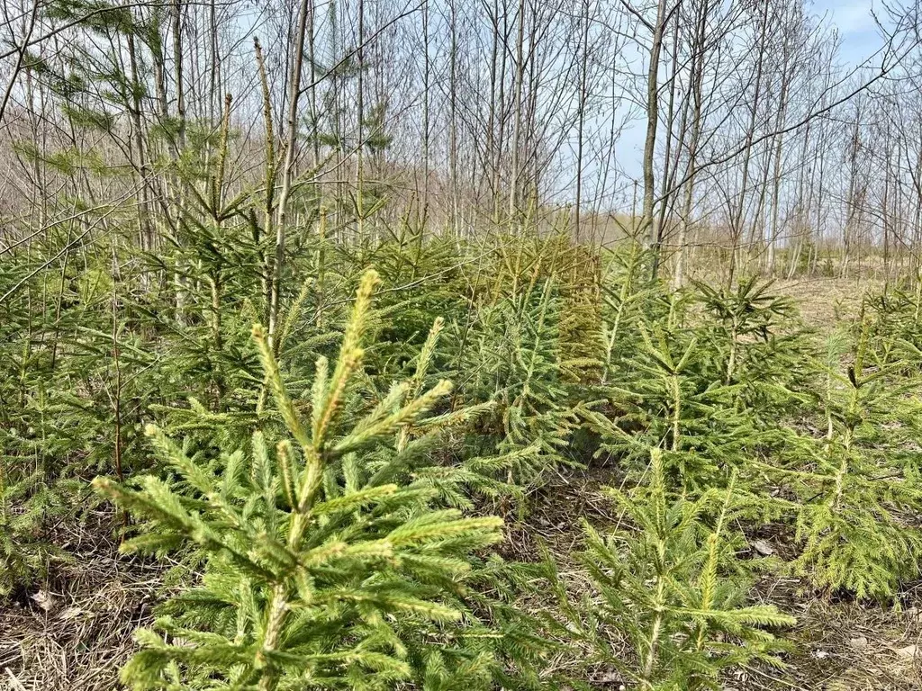 Участок в Ленинградская область, Волосовский район, Калитинское с/пос, ... - Фото 2