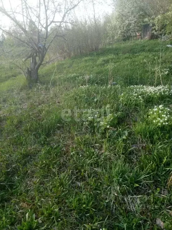 Участок в Алтайский край, Алтайский район, с. Алтайское ул. Восточная, ... - Фото 2