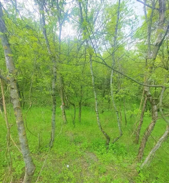 Участок в Крым, Ялта ул. Кирова, 154Б (10.0 сот.) - Фото 0