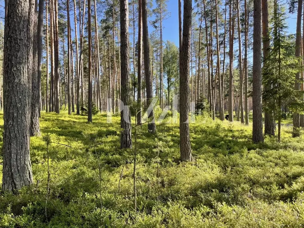 Участок в Ленинградская область, Приозерский район, Петровское с/пос, ... - Фото 2