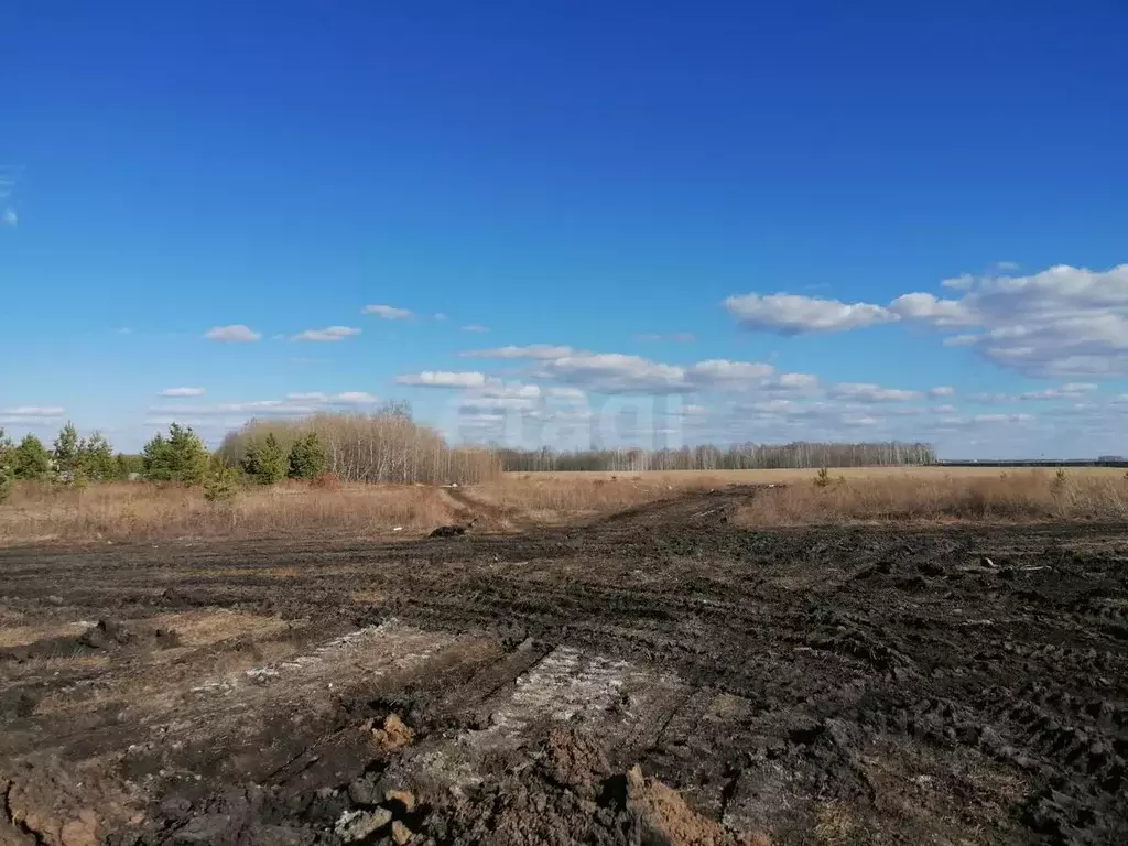 Участок в Тюменская область, Тюмень Ирбитский Тракт 3-й км от ... - Фото 1