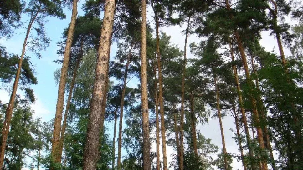 Участок в Московская область, Одинцовский городской округ, Тайм кп  ... - Фото 1