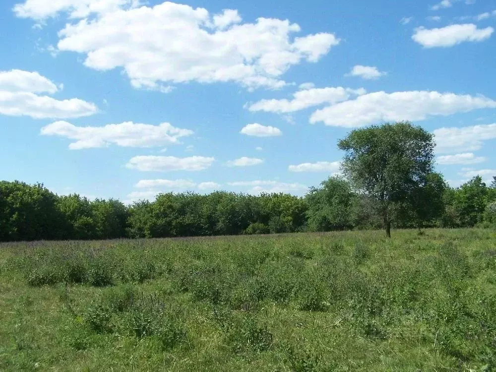 Участок в Саратовская область, д. Новая Липовка ул. Новая (15.0 сот.) - Фото 1
