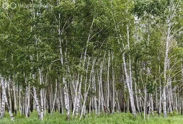 Участок в Омская область, Азовский немецкий район, деревня Гауф (15 м) - Фото 0
