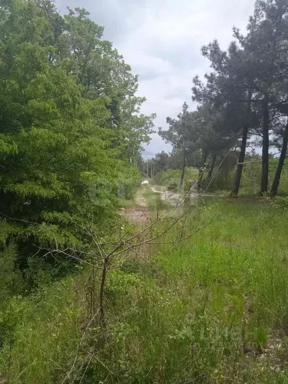 Участок в Краснодарский край, Геленджик  (13.0 сот.) - Фото 2