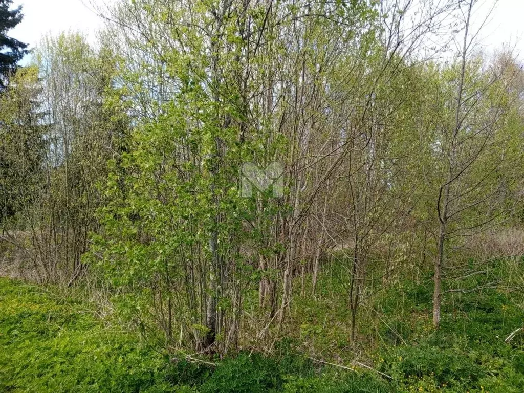 Участок в Ленинградская область, Кингисеппский район, Большелуцкое ... - Фото 2