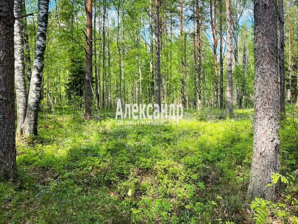 Участок в Ленинградская область, Всеволожский район, Куйвозовское ... - Фото 1