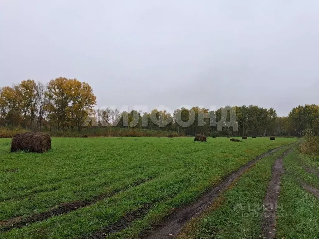 Участок в Новосибирская область, Новосибирский район, Станционный ... - Фото 1