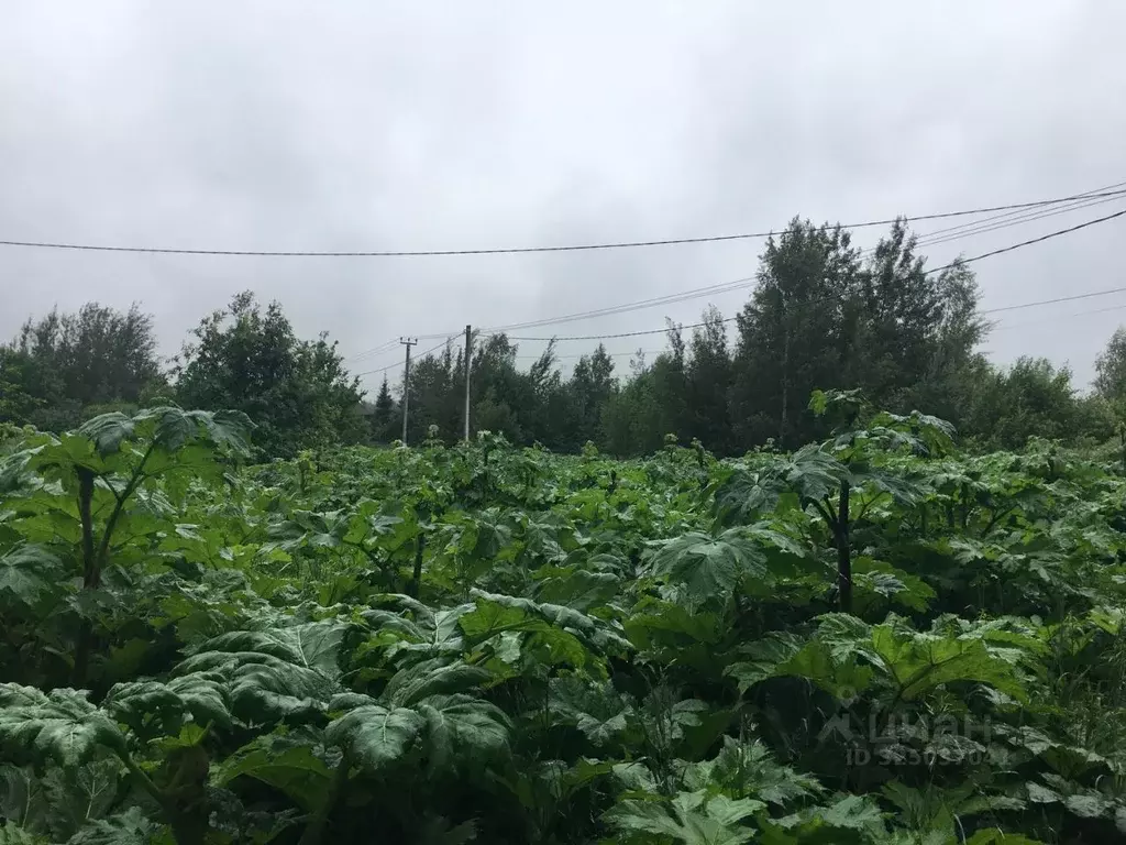 Участок в Московская область, Пушкинский городской округ, с. Путилово  ... - Фото 2