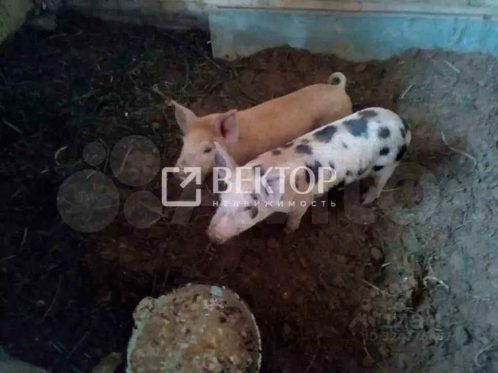 Дом в Костромская область, Костромской район, Самсоновское с/пос, 1-е ... - Фото 2