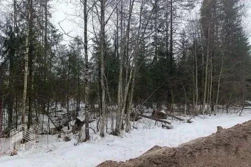 Участок в Новгородская область, Новгородский район, Савинское с/пос, ... - Фото 1