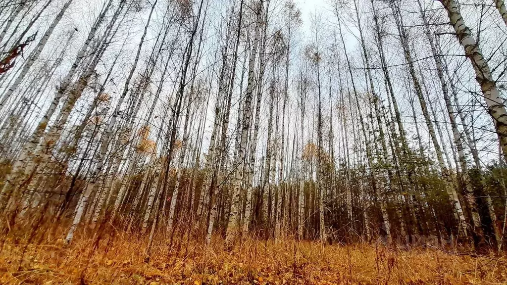 Участок в Кировская область, Слободской район, Шиховское с/пос, д. ... - Фото 2