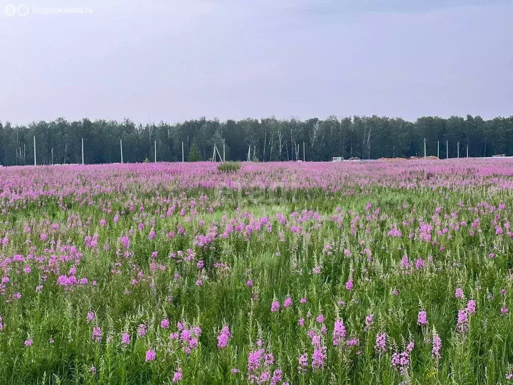 Участок в Сосновский район, Краснопольское сельское поселение, деревня ... - Фото 0