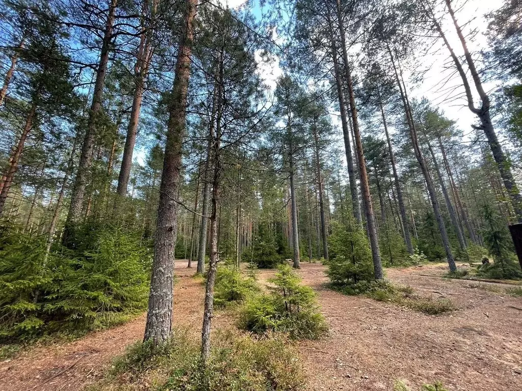Участок в Ленинградская область, Выборгский район, Первомайское с/пос, ... - Фото 1