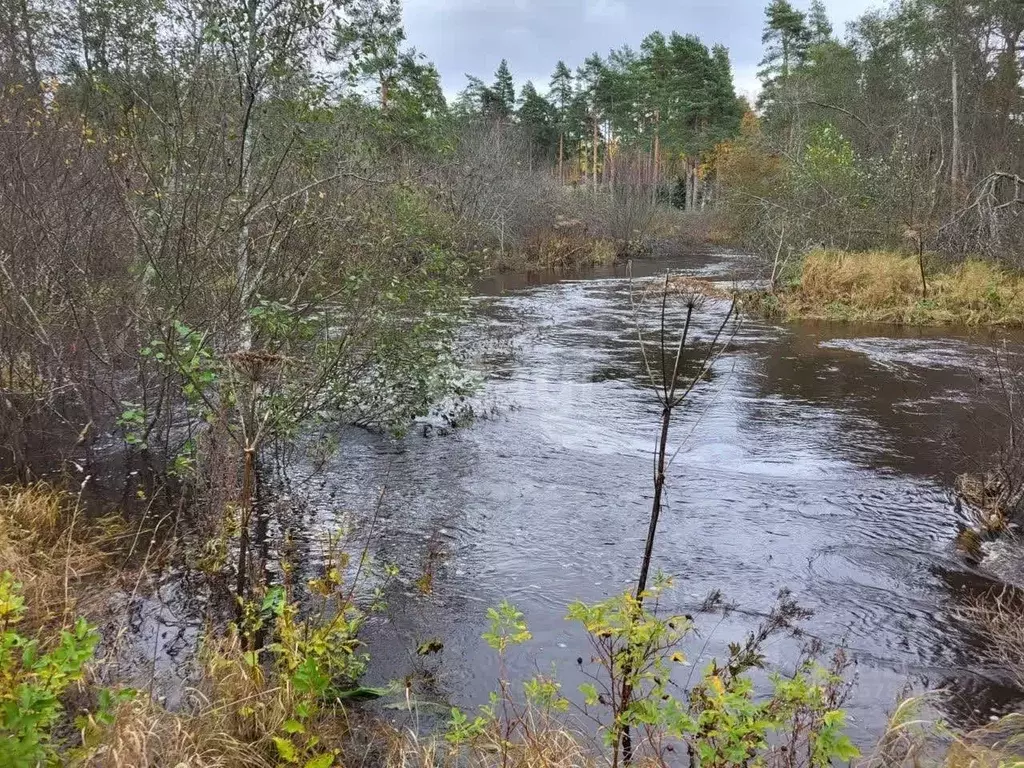 Участок в Ленинградская область, Выборгский район, Первомайское с/пос, ... - Фото 2