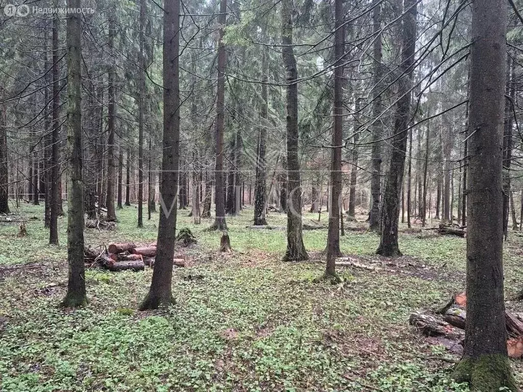 Участок в Одинцовский городской округ, деревня Дарьино (100 м) - Фото 2