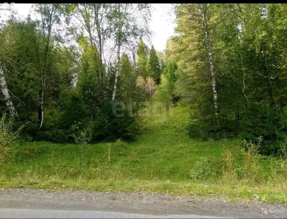 Участок в село Артыбаш, Телецкая улица (23 м) - Фото 2