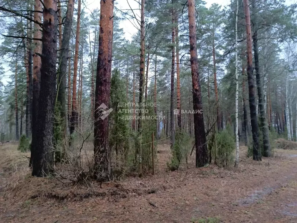Участок в Рязанская область, Рязанский муниципальный округ, Лесной ... - Фото 1