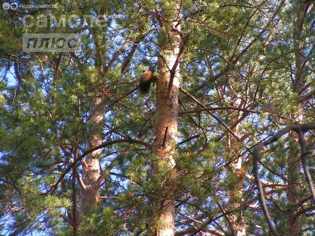 Участок в Читинский район, посёлок городского типа Атамановка (6 м) - Фото 1