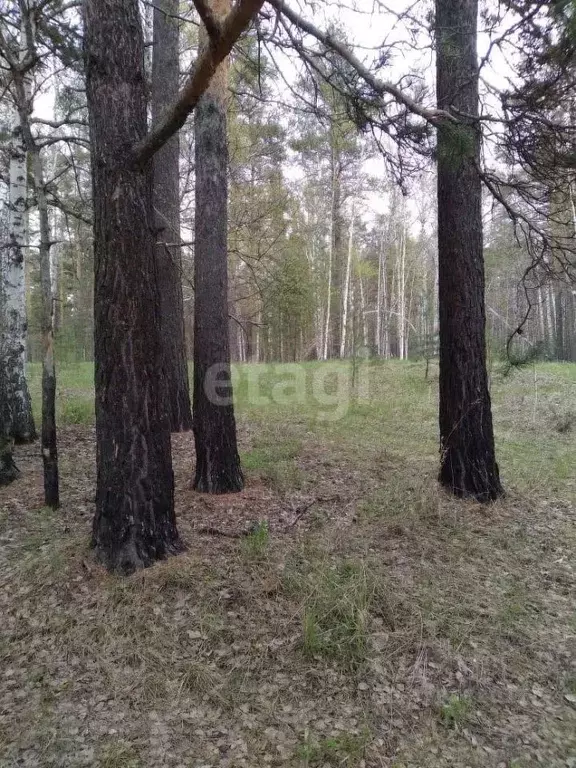 Участок в Свердловская область, Екатеринбург Улесье кп, 3/225 (8.0 ... - Фото 0