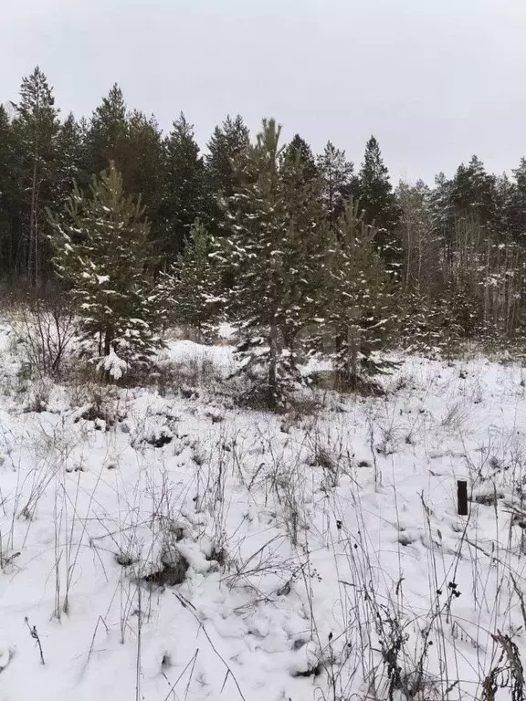 Участок в Пермский край, Пермский муниципальный округ, 3250001-1 кв-л ... - Фото 1