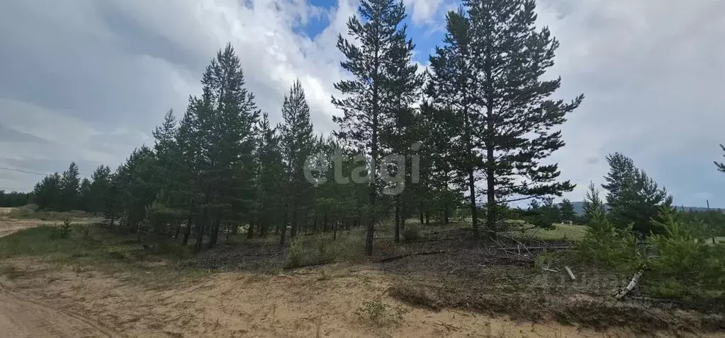 Участок в Бурятия, Тарбагатайский район, Заводское с/пос, Булаг ДНТ ... - Фото 1