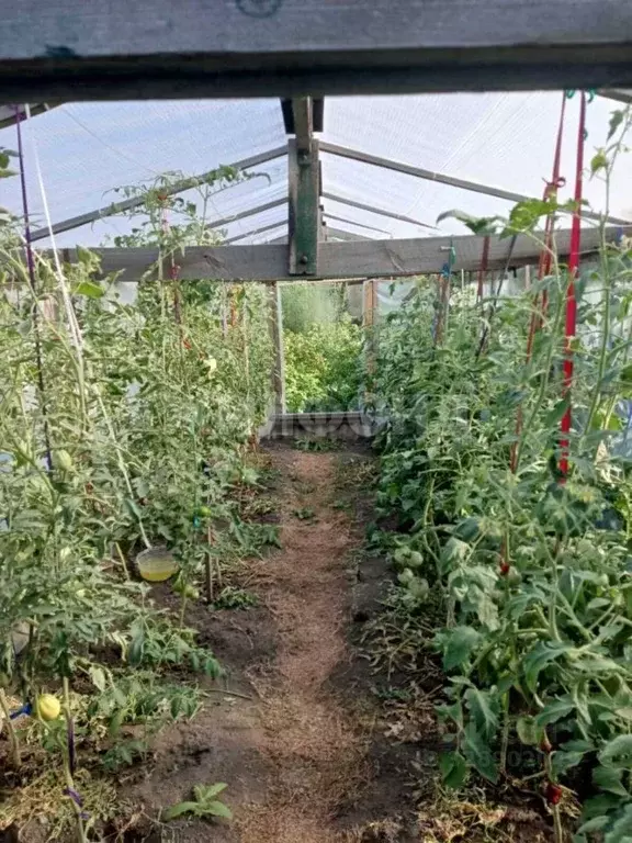 Дом в Новосибирская область, Новосибирск ул. Циолковского (34 м) - Фото 2