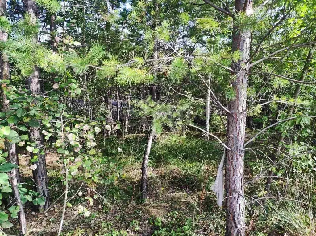 Участок в Иркутская область, Иркутский муниципальный округ, д. ... - Фото 1