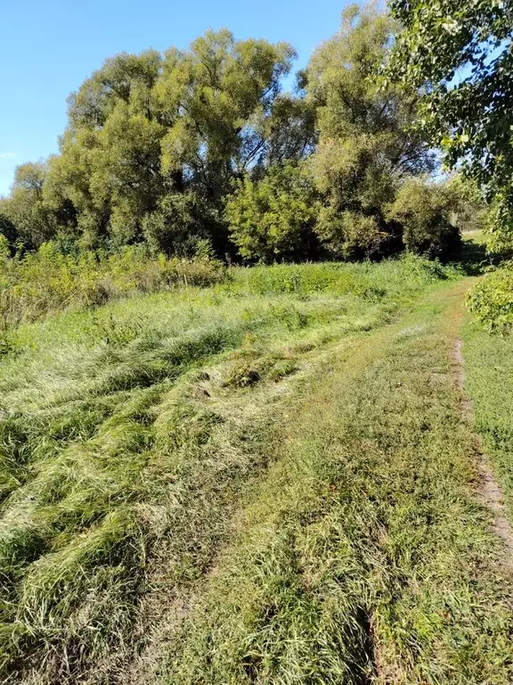 Участок в Воронежская область, Верхнехавский район, с. Малая ... - Фото 1