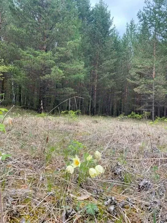 Участок в Иркутская область, Иркутский муниципальный округ, пос. ... - Фото 1