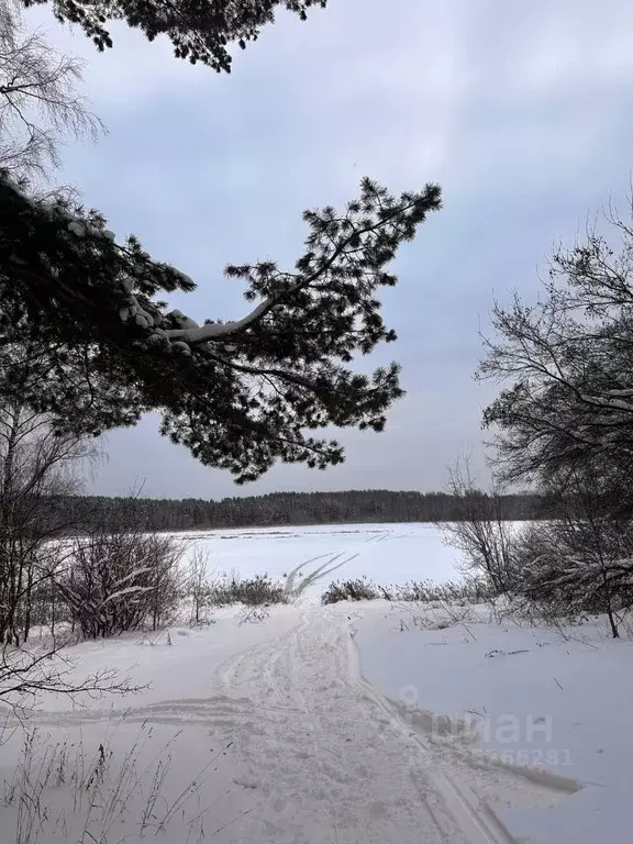 Участок в Московская область, Дмитровский муниципальный округ, д. ... - Фото 1
