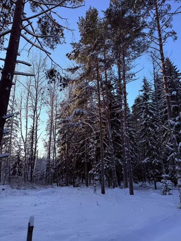 Участок в Санкт-Петербург пос. Репино, Финляндская ул., 3 (13.0 сот.) - Фото 2