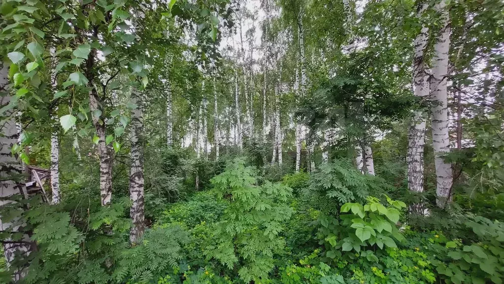 Участок 16,8 сот. (СНТ, ДНП) - Фото 0