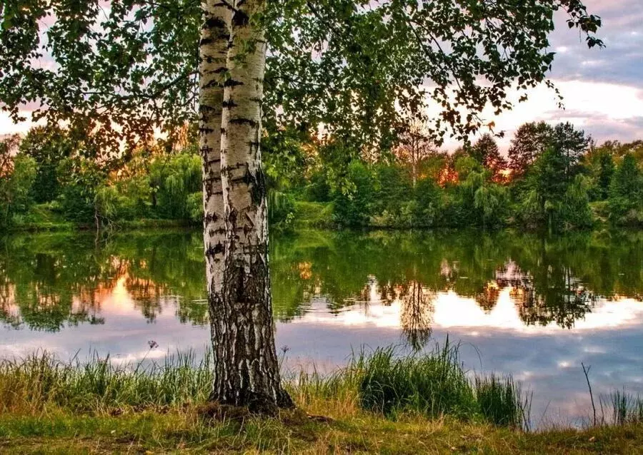 Участок в Ленинградская область, Лодейнопольское городское поселение, ... - Фото 0