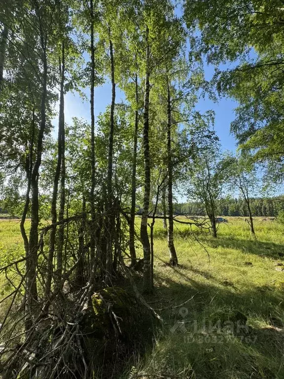 Участок в Ленинградская область, Приозерский район, Красноозерное ... - Фото 1