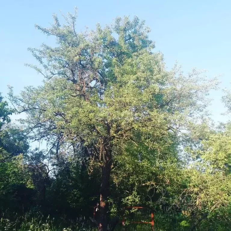 Участок в Брянская область, Брянск имени Фрунзе садовое общество,  ... - Фото 1