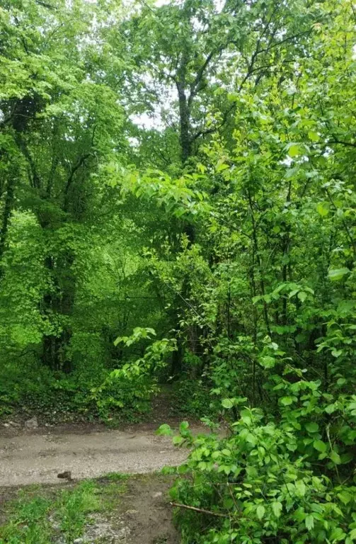 Участок в Крым, Феодосия городской округ, с. Краснокаменка ул. ... - Фото 1