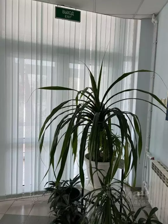 Помещение свободного назначения в Оренбургская область, Оренбург ул. ... - Фото 1