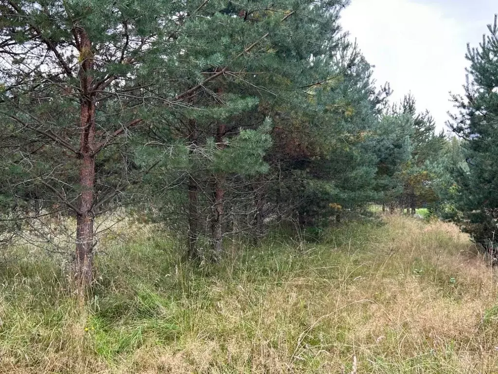 Участок в Ленинградская область, Выборгский район, Рощинское городское ... - Фото 0