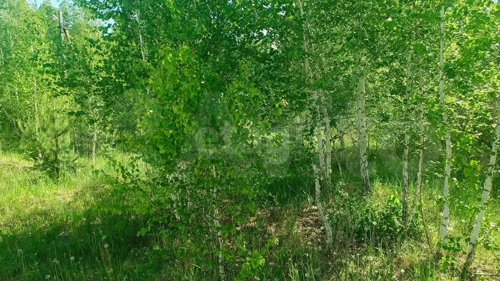 Участок 11,5 сот. (личное подсобное хозяйство (лпх)) - Фото 0