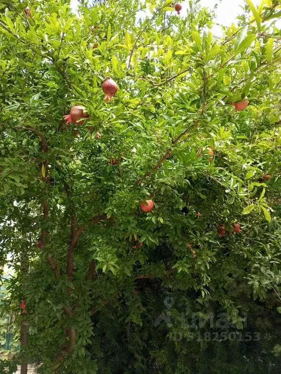 Комната Краснодарский край, Анапа муниципальный округ, с. Витязево ул. ... - Фото 1