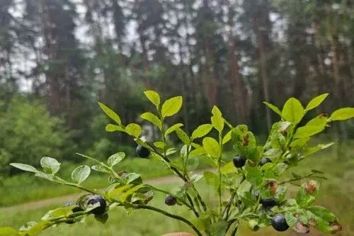 Участок в Новгородская область, Новгородский район, Савинское с/пос, ... - Фото 1