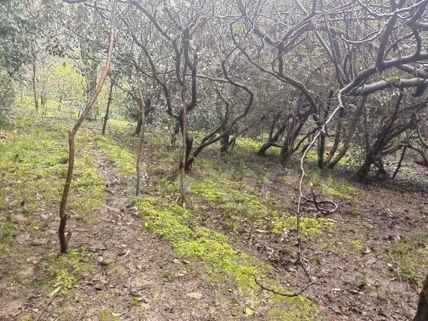 Участок в Краснодарский край, Сочи ул. Макаренко (4.01 сот.) - Фото 1