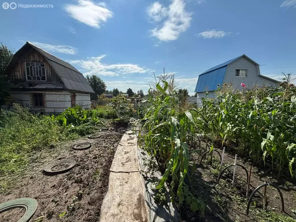 Участок в Искитимский район, Мичуринский сельсовет, садовое ... - Фото 2