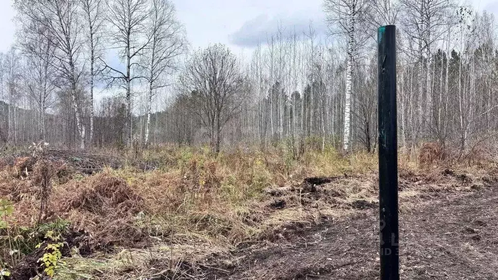 Участок в Алтай, Майминский район, Соузгинское с/пос, пос. Черемшанка ... - Фото 1