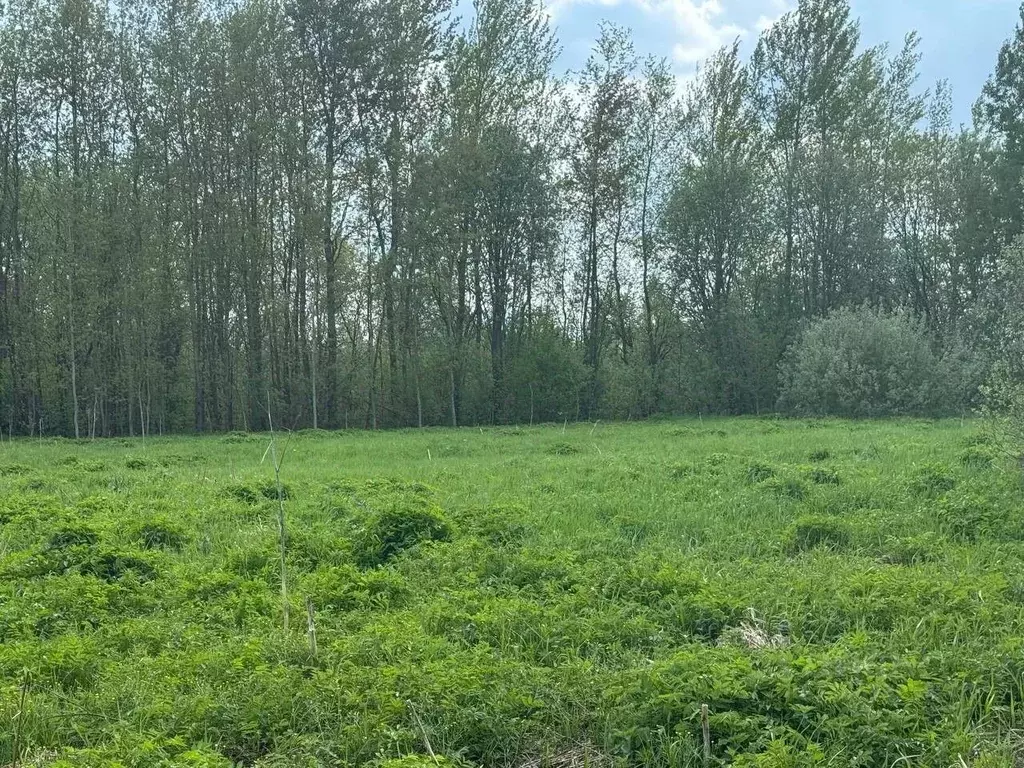 Участок в Московская область, Богородский городской округ, с. ... - Фото 1