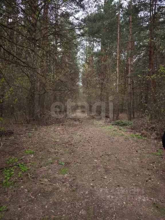 Участок в Самарская область, Безенчукский район, Екатериновка с/пос, ... - Фото 2